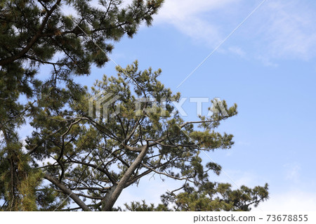 Black pine and sky 73678855