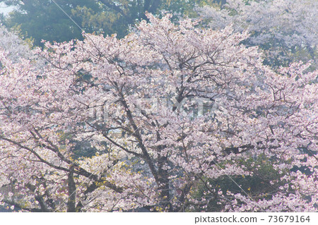 Sakura at Miyakonojo Kannon Pond Park Sakura at Miyakonojo Kannon Pond Park 73679164