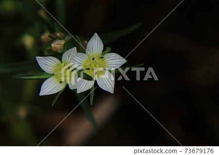 Flower of the assembly Flower of the assembly 73679176