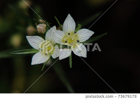 Flower of the assembly Flower of the assembly 73679178