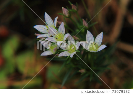 Flower of the assembly Flower of the assembly 73679182
