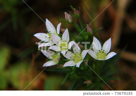 Flower of the assembly Flower of the assembly 73679185