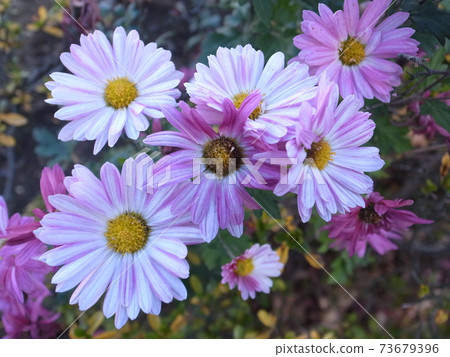 菊花 菊花 73679396