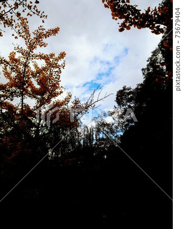 Sky and ginkgo 73679404
