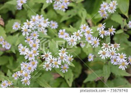 花 花 73679748