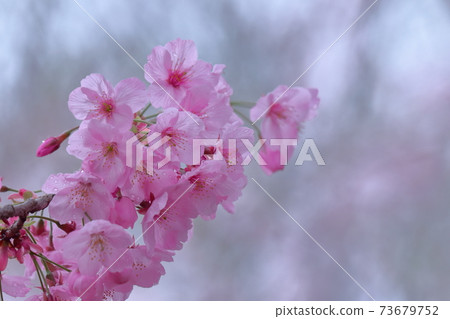 綻放明亮的粉紅色 73679752