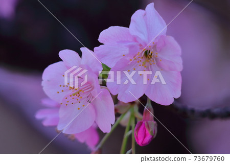 Blooms in bright pink 73679760