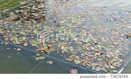 Aquarium Aquarium 73679784