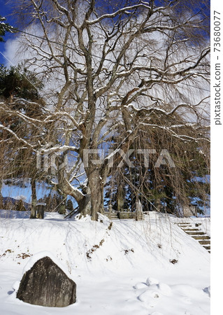 Tono heritage monument of Asonuma public history and weeping cherry tree 73680077