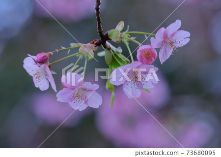 Blooms in bright pink 73680095