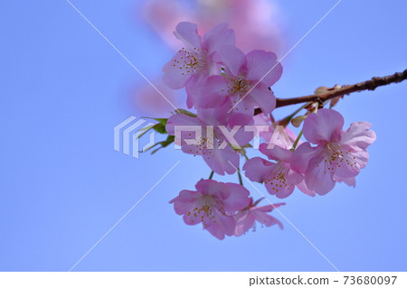 綻放明亮的粉紅色 綻放明亮的粉紅色 73680097