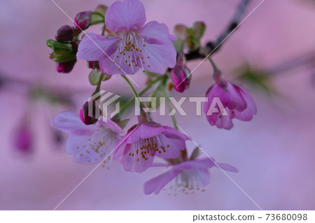 綻放明亮的粉紅色 73680098