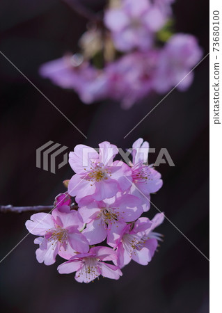 綻放明亮的粉紅色 綻放明亮的粉紅色 73680100