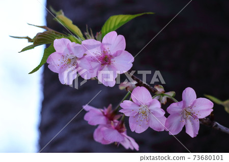 綻放明亮的粉紅色 綻放明亮的粉紅色 73680101