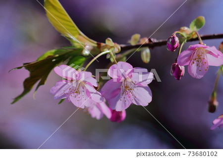 Blooms in bright pink 73680102