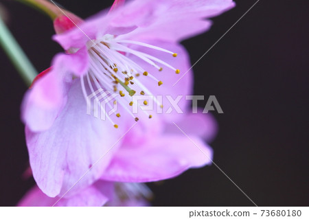 Blooms in bright pink Blooms in bright pink 73680180