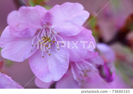 Blooms in bright pink Blooms in bright pink 73680183