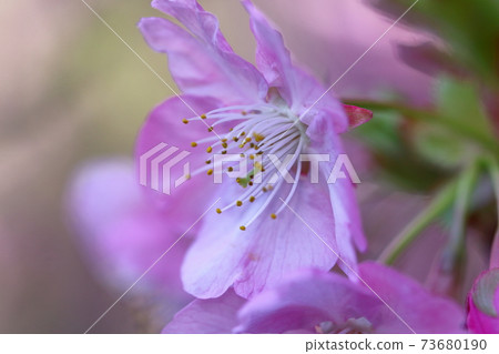 綻放明亮的粉紅色 綻放明亮的粉紅色 73680190