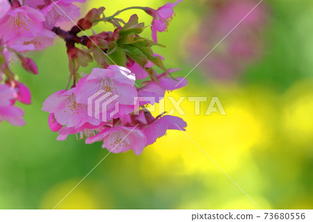 綻放明亮的粉紅色 73680556