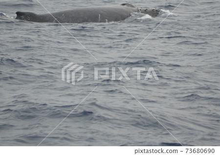 Humpback whale's back (Kerama Islands inland / Okinawa Prefecture) 73680690