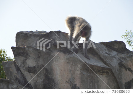 猴子山上的日本猴子（東京台東區上野動物園/上野公園） 73680693