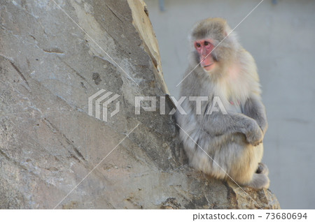 日本獼猴（東京台東區上野動物園/上野公園） 73680694