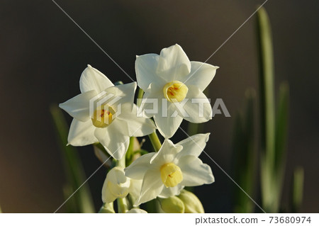 Narcissus illuminated by the morning sun in winter 73680974