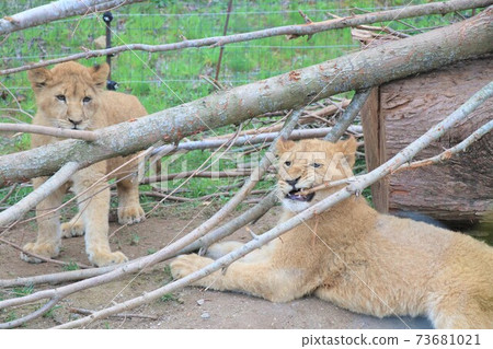 A baby lion biting a lion child A baby lion biting a lion child 73681021