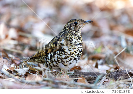 Tratumegi Tratumegi 73681878