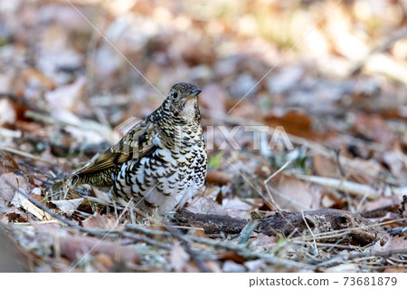 Tratumegi Tratumegi 73681879