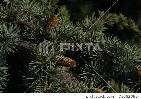 A CLOSE OF A GREEN TREE A CLOSE OF A GREEN TREE 73682069