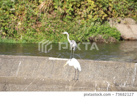 Gray heron behind the egret Gray heron behind the egret 73682127