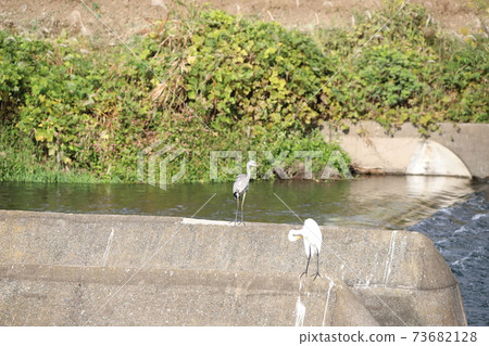 Gray heron behind the egret 73682128