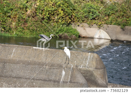 Gray heron behind the egret 73682129