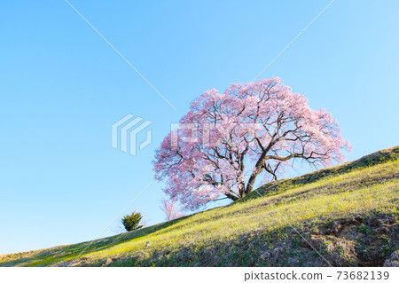 Sakura at dawn (one cherry tree in the upper flat) Sakura at dawn (one cherry tree in the upper flat) 73682139