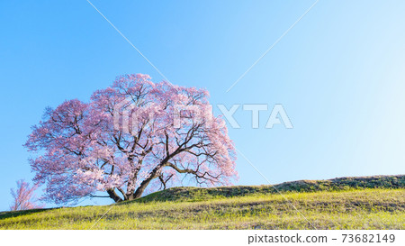 黎明時的櫻花（上層櫻花一枚） 73682149