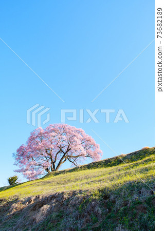 Sakura at dawn (one cherry tree in the upper flat) Sakura at dawn (one cherry tree in the upper flat) 73682189