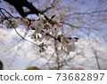 櫻花2020 73682897