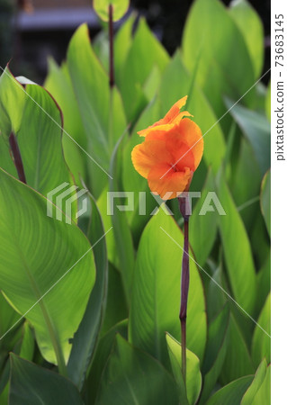 Canna Canna 73683145