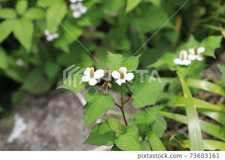 魚腥草 魚腥草 73683161
