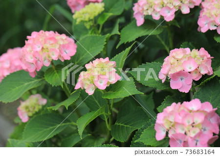 Hydrangea Hydrangea 73683164