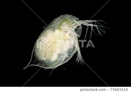 Daphnia (with children) Daphnia (with children) 73683410