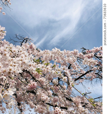 Cherry blossoms in full bloom and blue sky 73683610