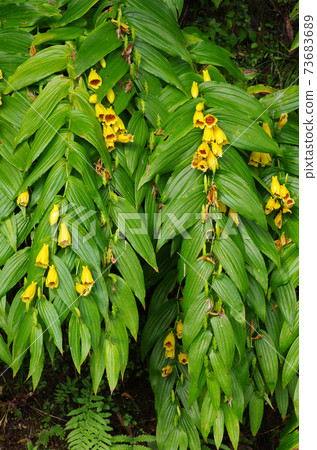 A wild grass that blooms quietly in the unexplored region of the Kii Peninsula, the flower of Tricyrtis macrantii 73683689