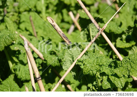 Rape splint 73683698