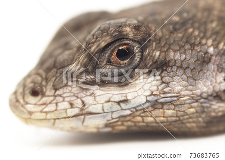 European Lizard 73683765