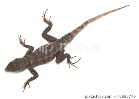 European Lizard 73683770