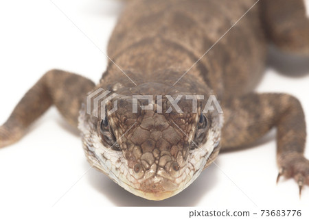 European Lizard European Lizard 73683776