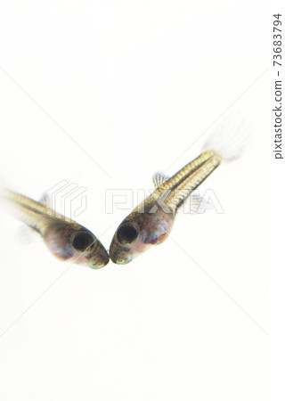 Guppy fry in black metal lace on white background 73683794