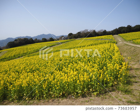在淡路島強姦花朵 在淡路島強姦花朵 73683957